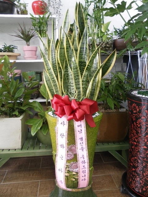 �꼼������50000