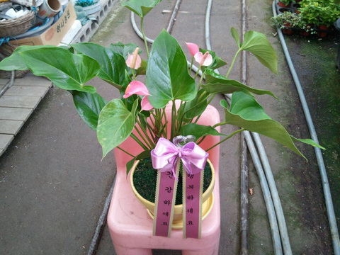 �Ƚø���50000��